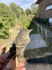 Empidonax occidentalis