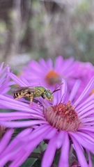 Agapostemon virescens