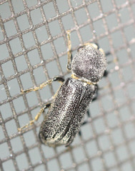 Bostrichoidea