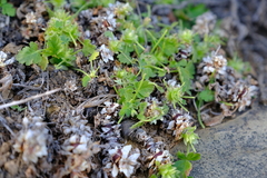 Pelargonium stipulaceum ovato-stipulatum