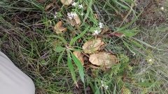 Oenothera macrocarpa