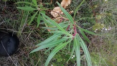 Oenothera macrocarpa