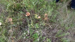 Oenothera macrocarpa