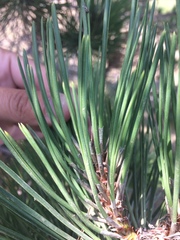 Pinus