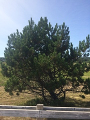 Pinus