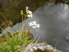 Valeriana saxatilis