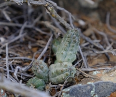 Pectinaria longipes