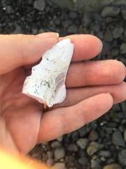 Bivalvia