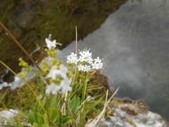 Valeriana saxatilis