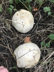 Calvatia gigantea
