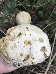 Calvatia gigantea