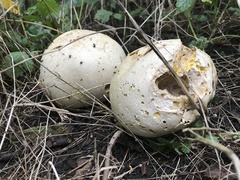 Calvatia gigantea