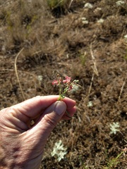 Oenothera sinuosa