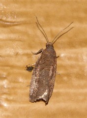 Dichrorampha acuminatana