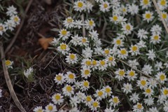 Helichrysum cerastioides