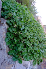 Pelargonium stipulaceum ovato-stipulatum