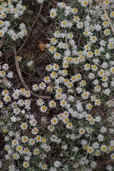 Helichrysum cerastioides