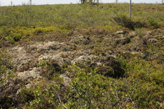 Betula glandulosa