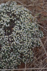 Helichrysum cerastioides