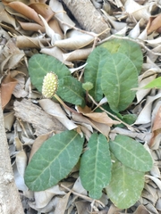 Dorstenia excentrica