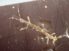 Caprella