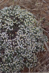Helichrysum cerastioides