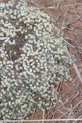 Helichrysum cerastioides