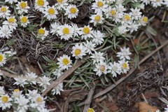 Helichrysum cerastioides