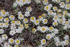 Helichrysum cerastioides