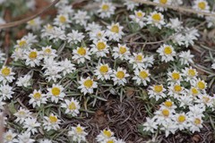 Helichrysum cerastioides