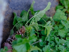 Pelargonium stipulaceum ovato-stipulatum