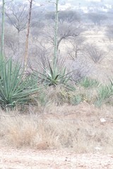 Agave