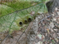 Didymomyia tiliacea
