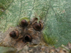 Didymomyia tiliacea