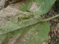 Didymomyia tiliacea