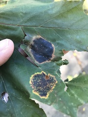 Rhytisma acerinum