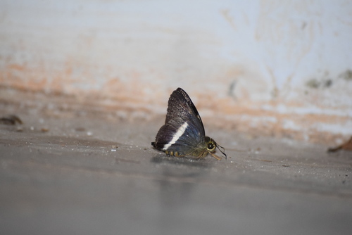 Photo of White Banded Awl (Hasora taminatus)