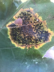 Rhytisma acerinum