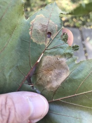 Rhytisma acerinum