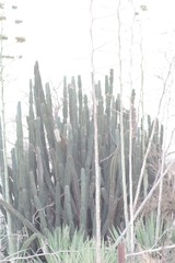 Cereus jamacaru