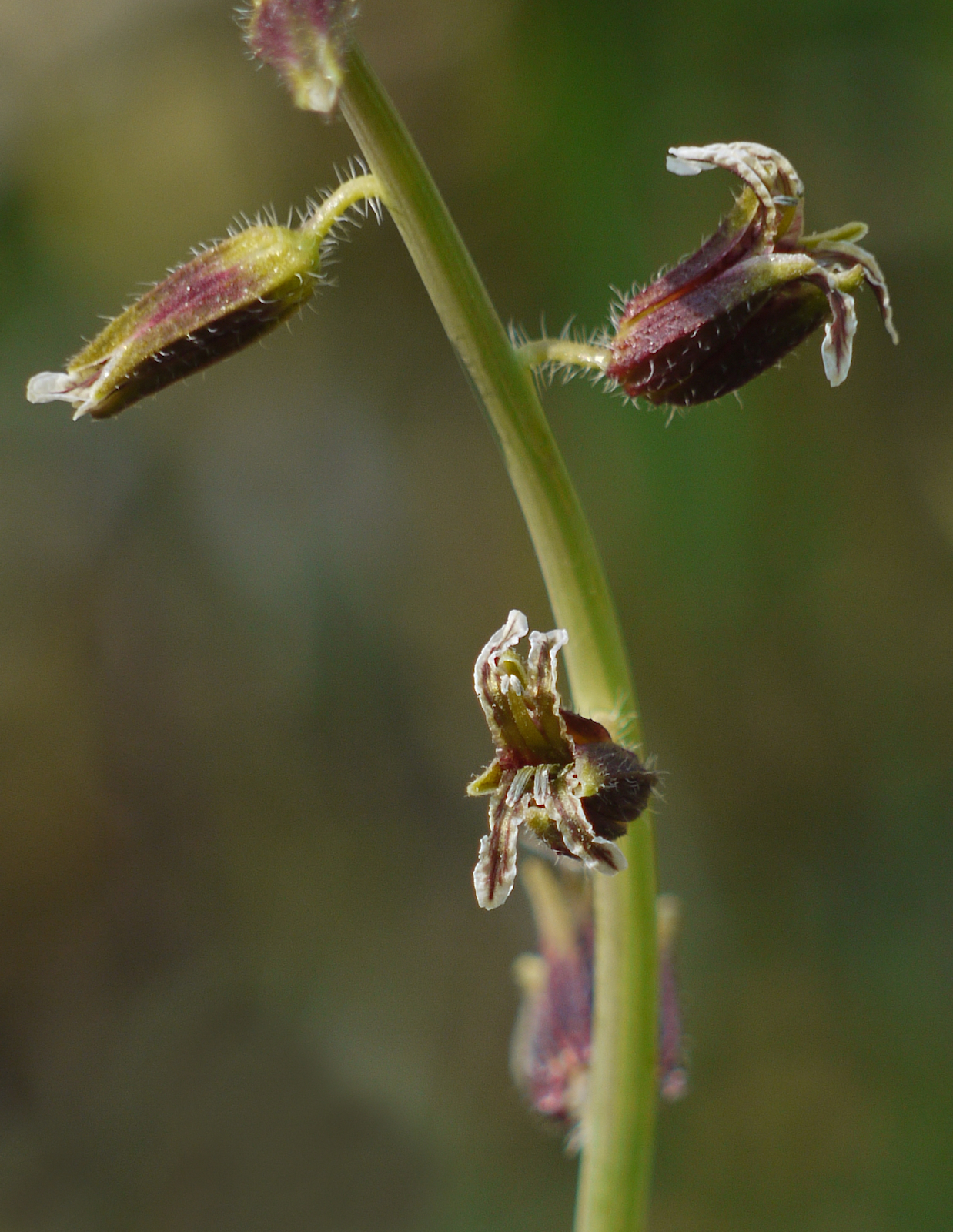 Caulanthus coulteri