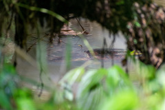 Chelydra acutirostris