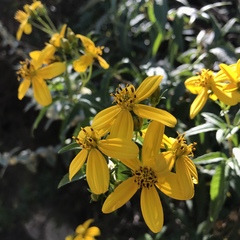 Electranthera mutica