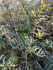 Hippophae rhamnoides