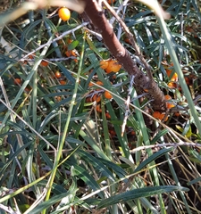 Hippophae rhamnoides