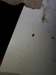 Chilocorus stigma