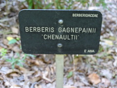 Berberis gagnepainii