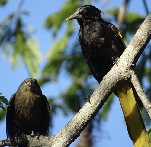 Yellow-winged Cacique