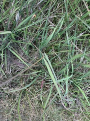 Sorghinae