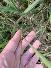 Sorghinae